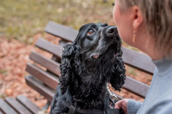 Imagem colorida de cachorro farejando a dona