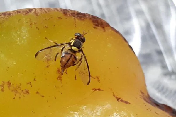 Mosca-da-carambola