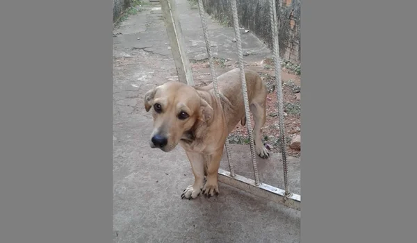 Vira-lata caramelo preso em grade é resgatado em Goiânia