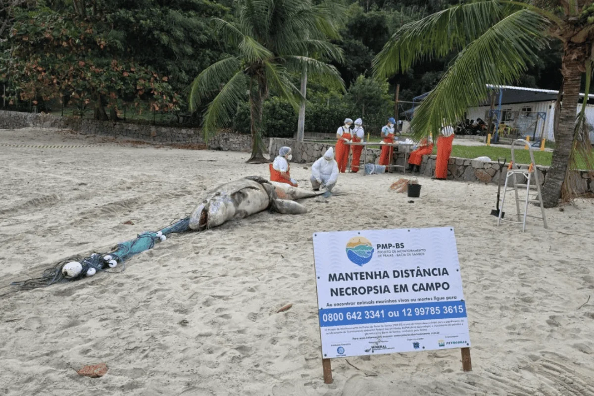 Golfinho pseudorca é encontrada morta próxima à costa em Ilhabela - imagem 3 Golfinho pseudorca é encontrada morta próxima à costa em Ilhabela - imagem 3
