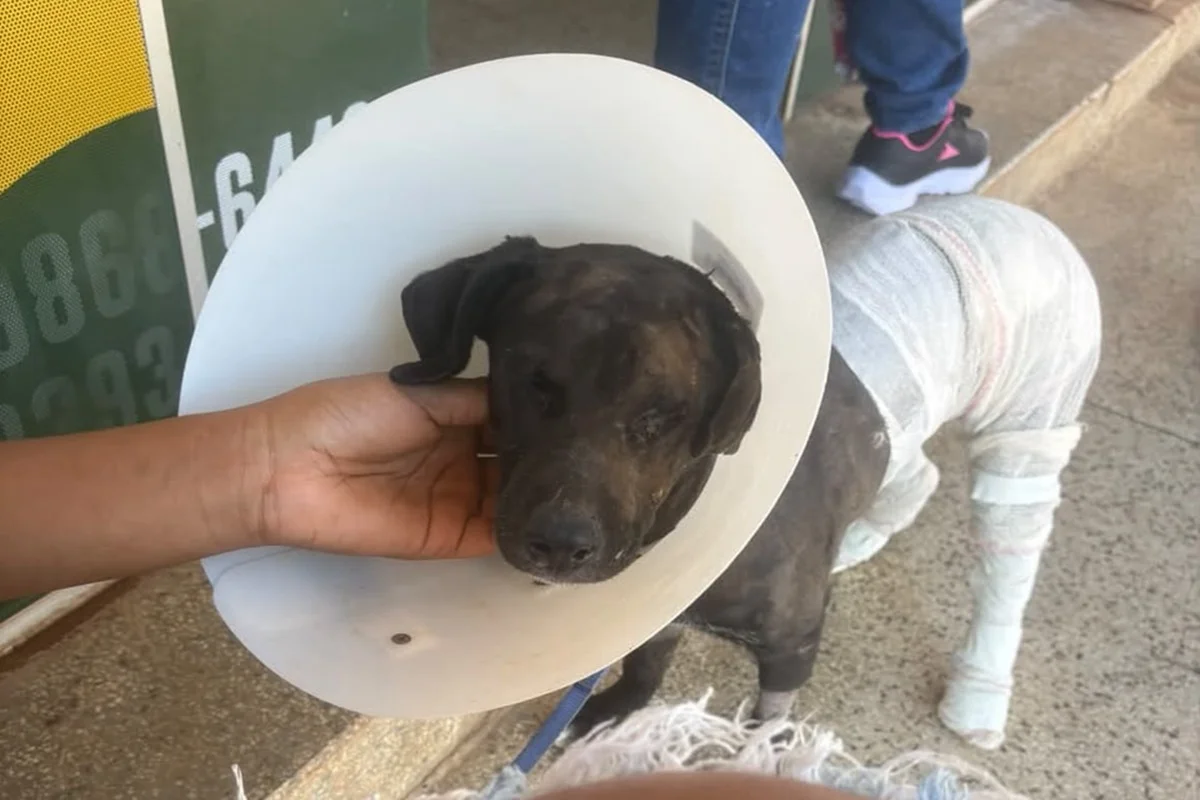 Cachorro perdeu um dos olhos e sofreu queimaduras nas pernas, na orelha e na região genital Cachorro perdeu um dos olhos e sofreu queimaduras nas pernas, na orelha e na região genital