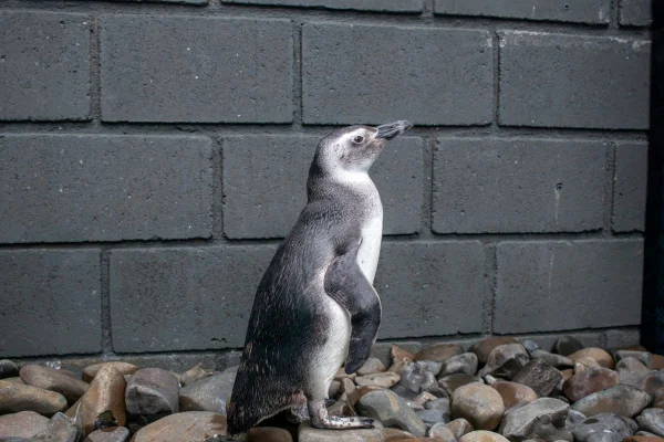pinguim