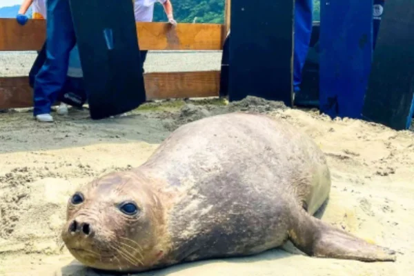 A fêmea de elefante-marinho-do-sul encontrada na Praia das Astúrias, no litoral de São Paulo, voltou ao mar após 7 dias de monitoramento - Metrópoles