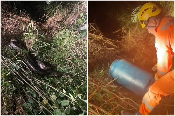 Imagem colorida mostra resgate de cobra sucuri em minas gerais - Metrópoles