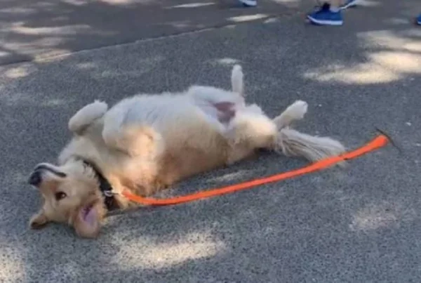 golden retriever