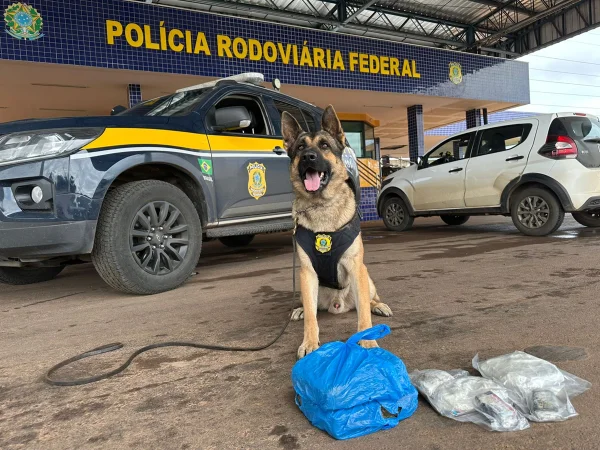 Cachorro posado entre dois carros e sacolas - Metrópoles