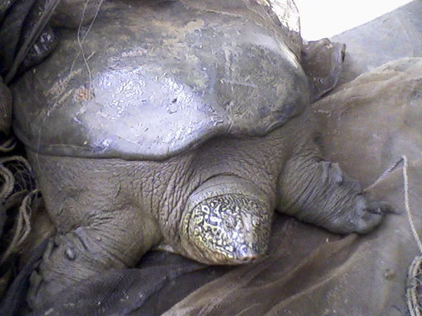 Tartaruga rara morre em zoo. Restam apenas três exemplares no mundo