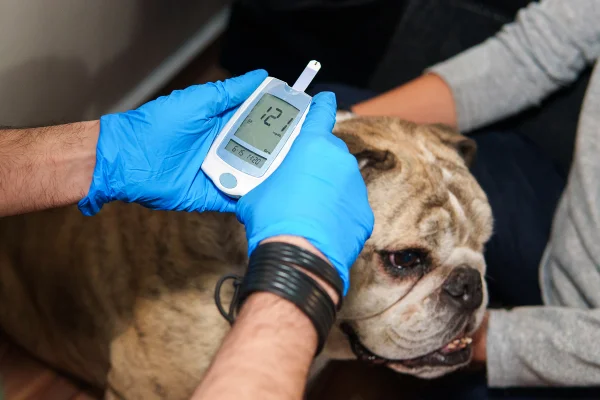 cachorro pode estar com diabetes