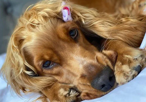 Foto colorida de cachorro