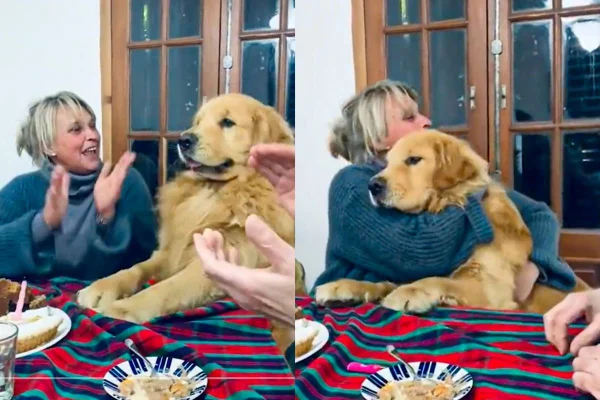 Montagem de duas imagens coloridas de golden retriever junto à aniversariante na mesa