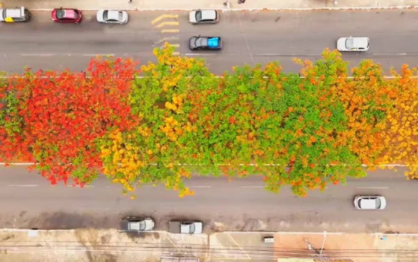 imagem colorida goiania cidade arborizada do mundo