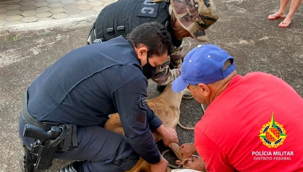 Filhote de veado-campeiro é resgatado em Taguatinga