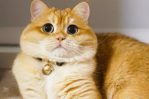 Cuidado! As coleiras com guizos podem deixar os gatos surdos