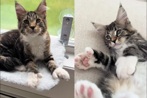gatinho com pododáctilos (dedo polegar)