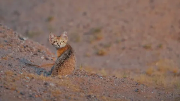 Gato-do-deserto