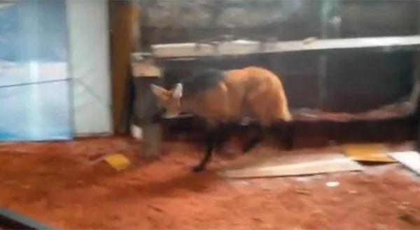Lobo-Guará é resgatado na Feira dos Importados