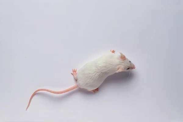 Rato branco visto de cima - Metrópoles