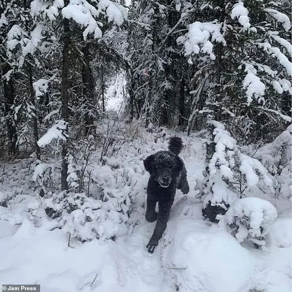 Cachorro na neve