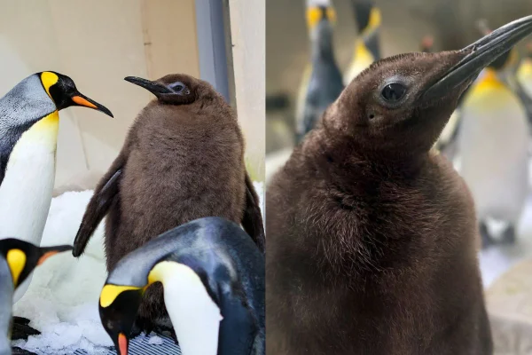 Montagem de duas imagens coloridas de Pesto, pinguin-rei