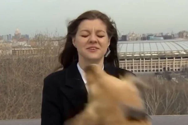 Cachorro rouba microfone de repórter russa