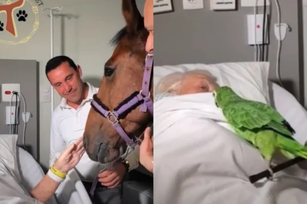 Cavalo, papagaio e galinha visitam pacientes em hospital - Metrópoles