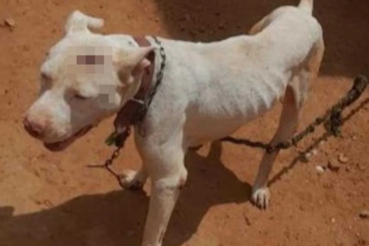 Polícia resgata cão mantido acorrentado por pelo menos oito meses Polícia resgata cão mantido acorrentado por pelo menos oito meses