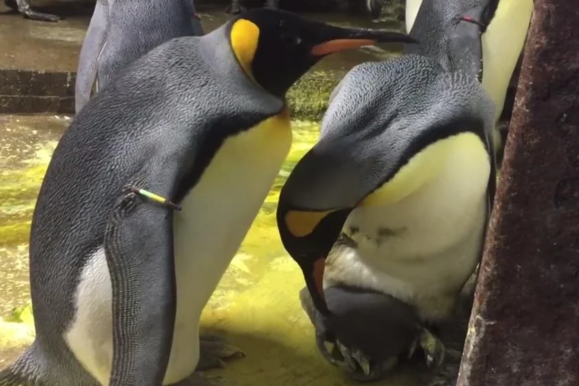 ONG encontra ao menos 70 pinguins mortos em praias de Santa Catarina - imagem 4 ONG encontra ao menos 70 pinguins mortos em praias de Santa Catarina - imagem 4