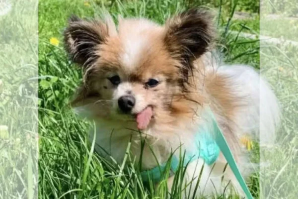 Cão de 30 anos na França pode se tornar o mais velho da história