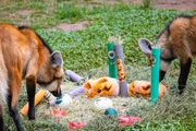 Além das atrações de Halloween, o zoológico terá atividades educativas com aves às 10h e às 14h nos dois dias