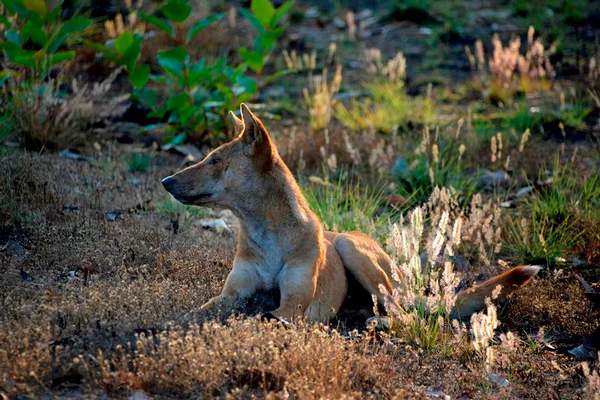 Pai salva bebê arrastado por cão selvagem na Austrália