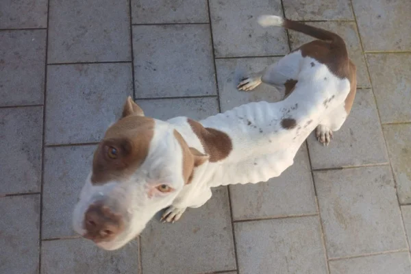 Moradora de Presidente Prudente é multada por maus-tratos a cadela pit-bull - Metrópoles
