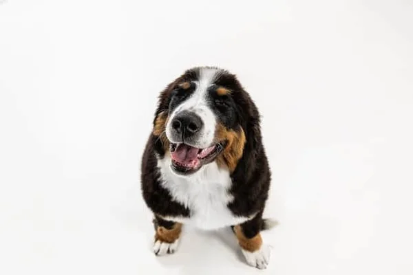 O que é um cachorro terapeuta? Como eles agem? Saiba aqui