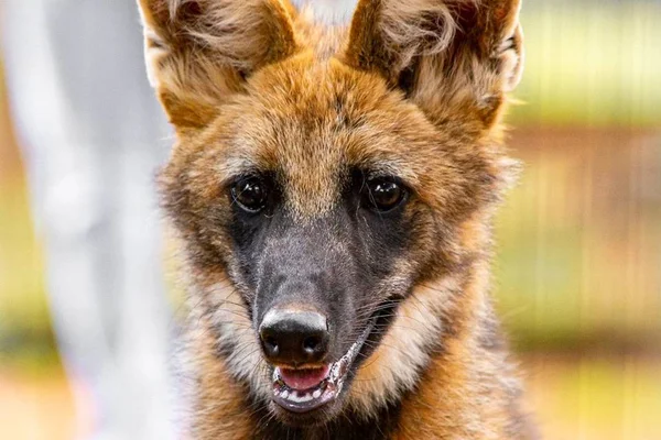 Zoológico de Brasília anuncia loba-guará Atena como nova mascote