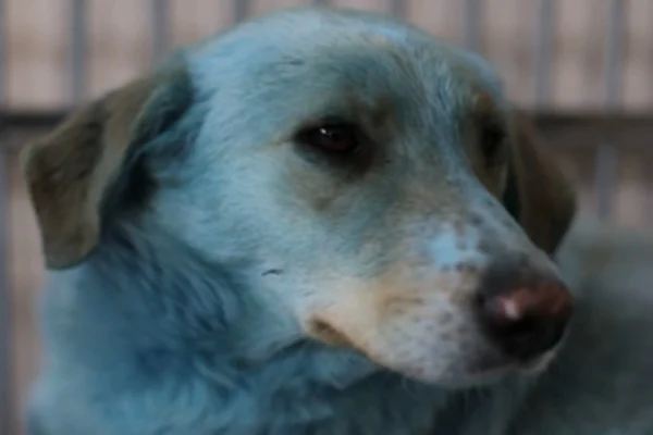 Fato ou fake: este cachorro possui o pelo azulado?