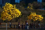 Minha Brasília Amarela: ipês inundam DF e deixam moradores apaixonados - imagem 4