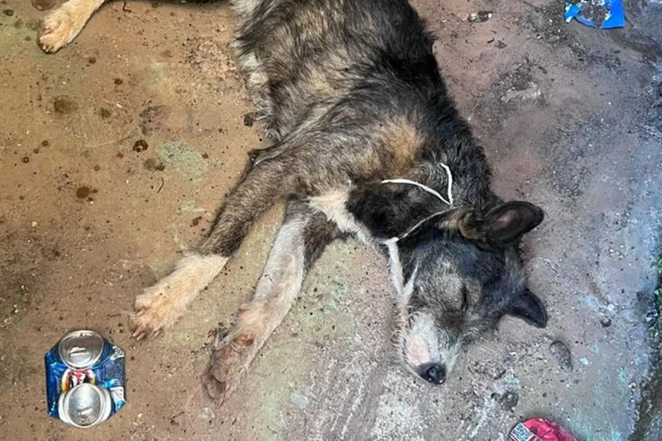 A cachorra ainda está em estado grave A cachorra ainda está em estado grave