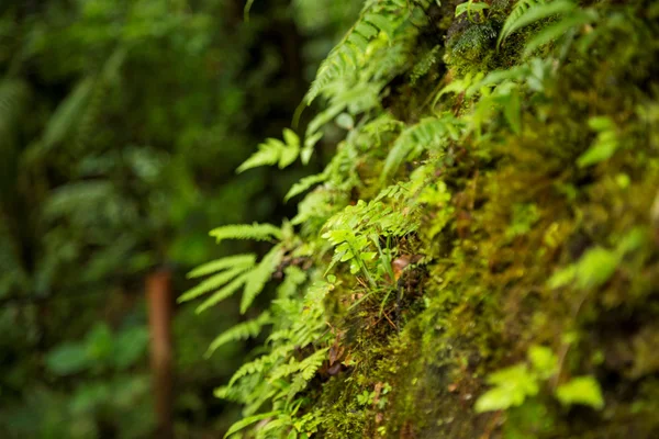 Cursos técnicos qualificam profissionais na área de biodiversidade