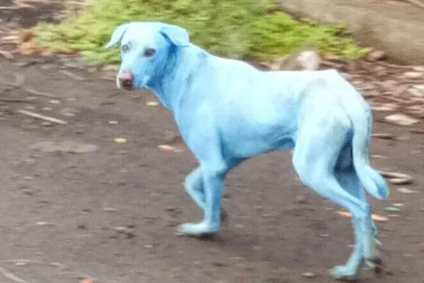 Poluição de rio deixa cachorros com pelos azuis na Índia