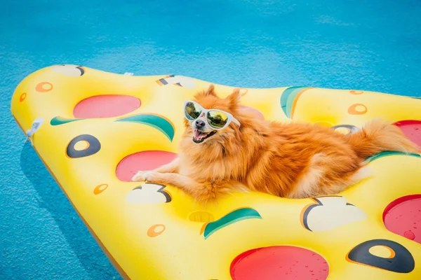 cachorro deitado em uma boia na piscina