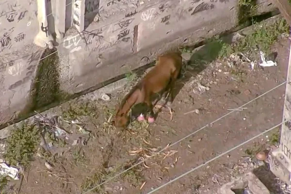 Cavalo de "pantufa" é flagrado por helicóptero da Globo