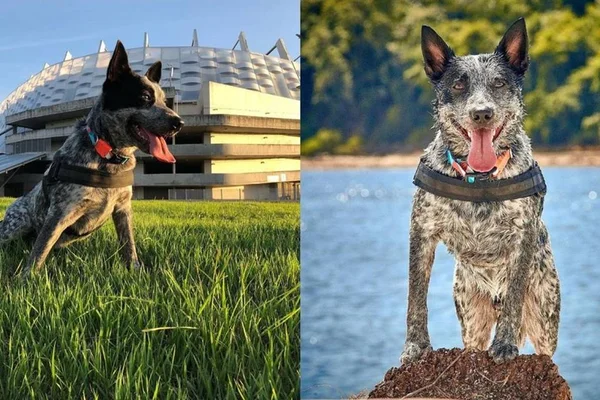 Cachorro Tornado, famoso no Instagram