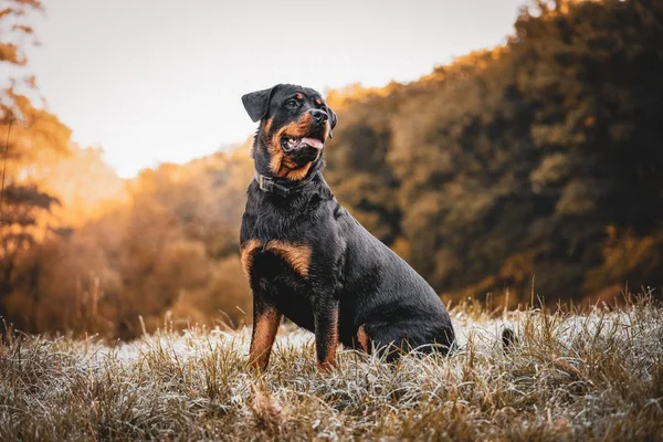Imagem colorida, foto ilustrativa de um rottweiler- Metrópoles