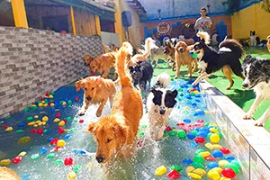 Procura por creche para cachorros aumenta 200% em oito meses