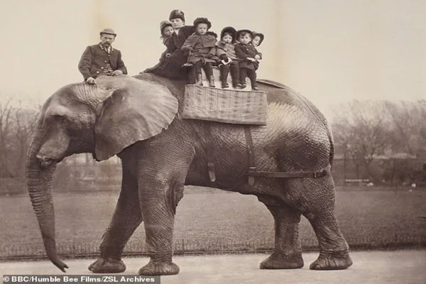 Elefante Jumbo