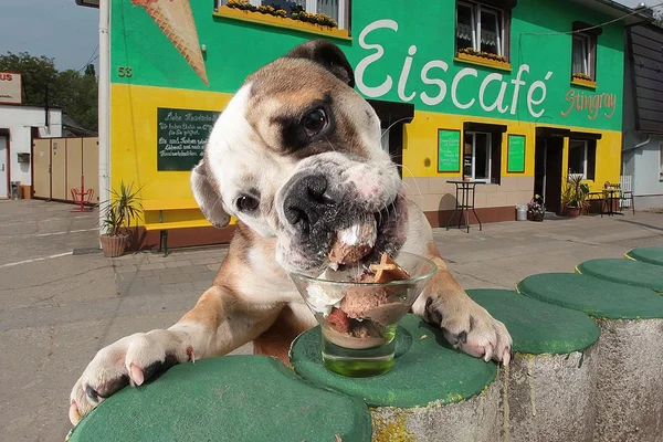 Gelateria dá sorvete de graça para cães e gatos em Águas Claras