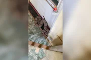 Jiboia é resgatada em porta de construtora em São Sebastião - imagem 2
