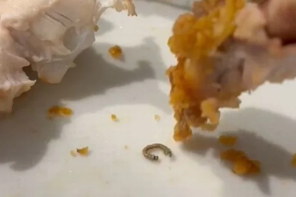 Lagarta em lanche do KFC
