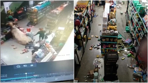 Vídeo: boi invade mercearia e dribla moradores e policiais em MG