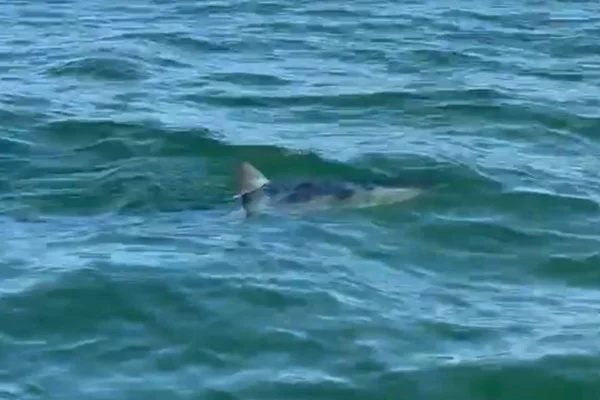 Imagem colorida, tubarão no mar da barra da tijuca-Metrópoles