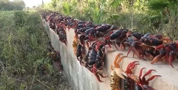 centenas de caranguejos vermelhos andam por cima de um muro